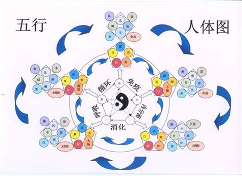 運動五行屬性|【運動 五行】運動的五行密碼：揭密你的體質與能量狀態！